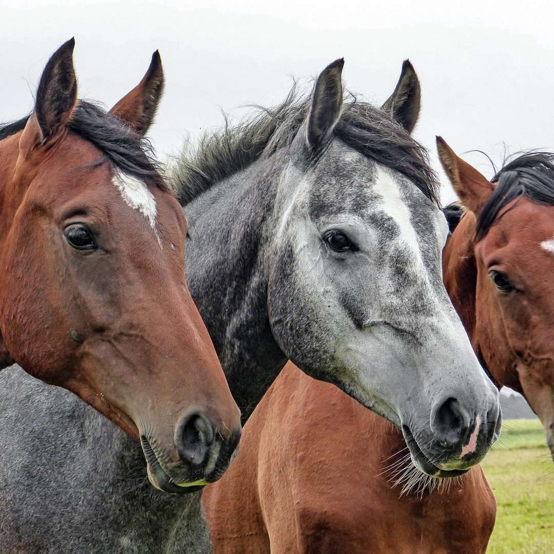 horse pharmacy