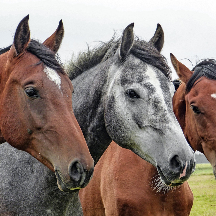horse pharmacy